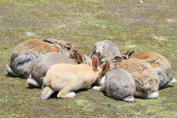 istock group of rabbit are eatting 841057564