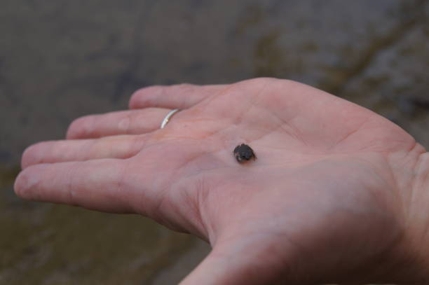 pickerel frog being held in the palm of a hand by the water - tadpole frog human hand young animal imagens e fotografias de stock