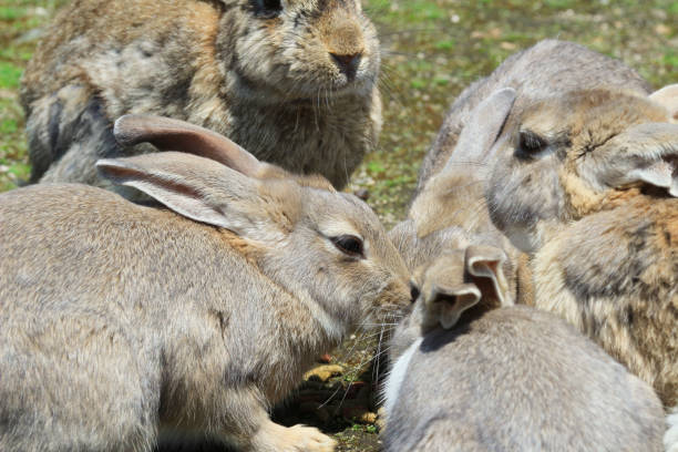 istock rabbit island at japan 841057674