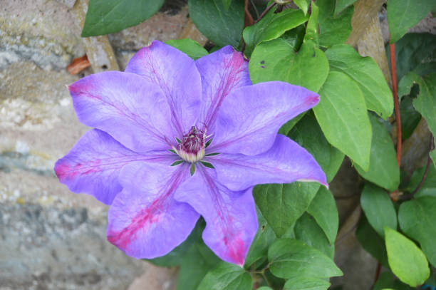 istock purple flower in a garden 841058168