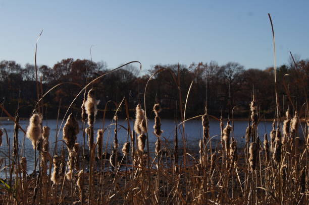 istock Burst Cattails in Front of a Pond During Autumn in New England 841063684