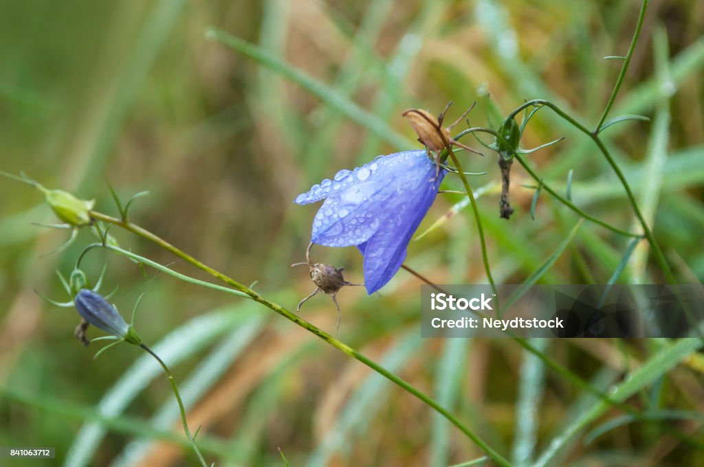 Flor Morada Con Las Gotas De Lluvia En La Hierba Foto de stock y más banco de imágenes de Abril - Abril, Azul, Belleza - iStock Flor Morada Con Las Gotas De Lluvia En La Hierba Foto de stock y más banco de imágenes de Abril - Abril, Azul, Belleza - iStock