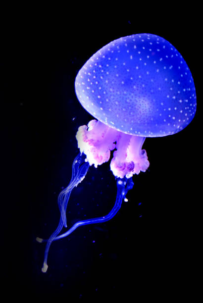 medusas en el mar azul profundo de fondo vertical de la imagen - white spotted jellyfish fotos fotografías e imágenes de stock
