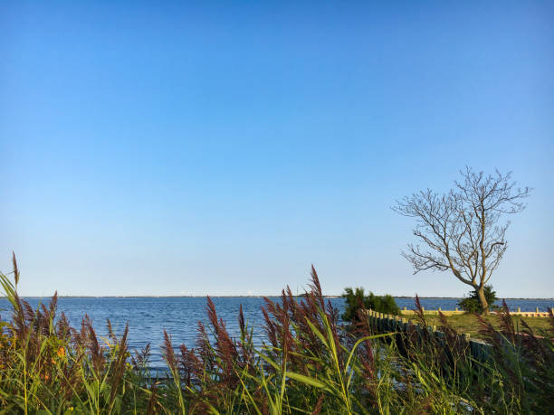 istock Reeds by the bay at Great South Bay. 841063970