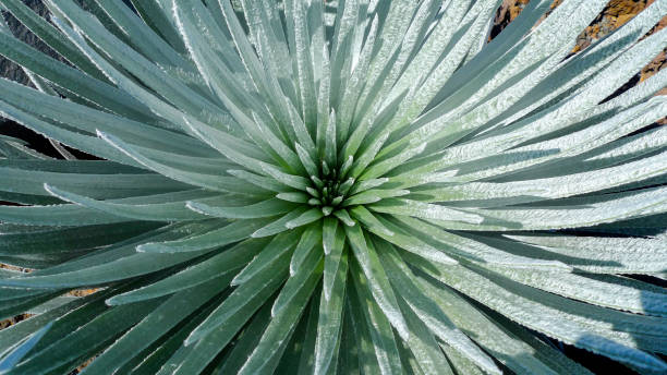 silversward dans le parc national de haleakalā - haleakala silversword photos et images de collection