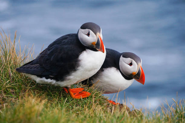istock Atlantic Puffin in Latrabjarg cliffs, Iceland. 841068606