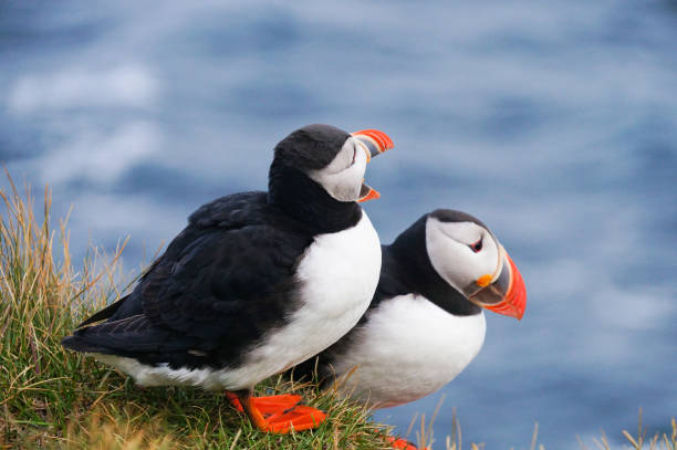 istock Atlantic Puffin in Latrabjarg cliffs, Iceland. 841068618