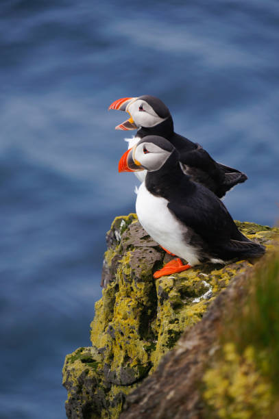 istock Atlantic Puffin in Latrabjarg cliffs, Iceland. 841068660