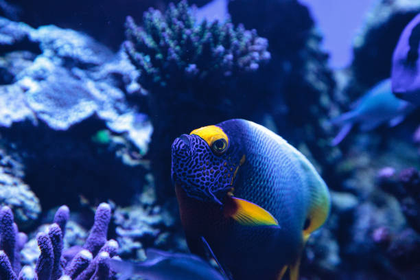 istock Blue faced angelfish Pomacanthus xanthometopon 841072494