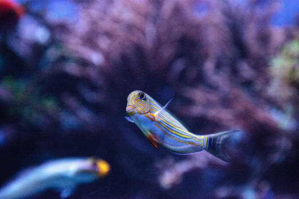 istock Striped surgeonfish Acanthurus lineatus 841074904