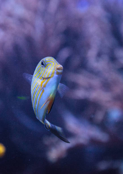 istock Striped surgeonfish Acanthurus lineatus 841074952