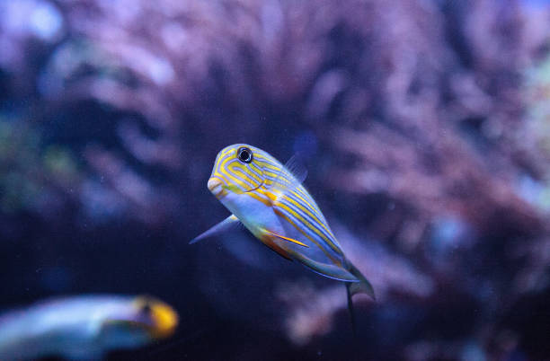 istock Striped surgeonfish Acanthurus lineatus 841074954