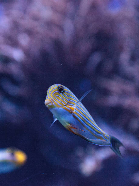 istock Striped surgeonfish Acanthurus lineatus 841075062