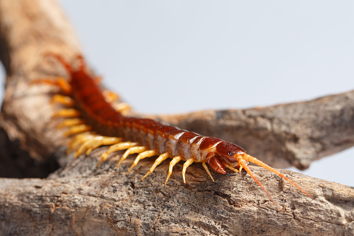 Scolopendra galapagoensis, also known as the Galapagos centipede and Darwin's goliath centipede, is species of very large centipede in the family Scolopendridae. Ecuador. Galapagos Islands National Park. San Cristobal Island. Chilopoda,  \tScolopendromorpha,  \tScolopendridae.