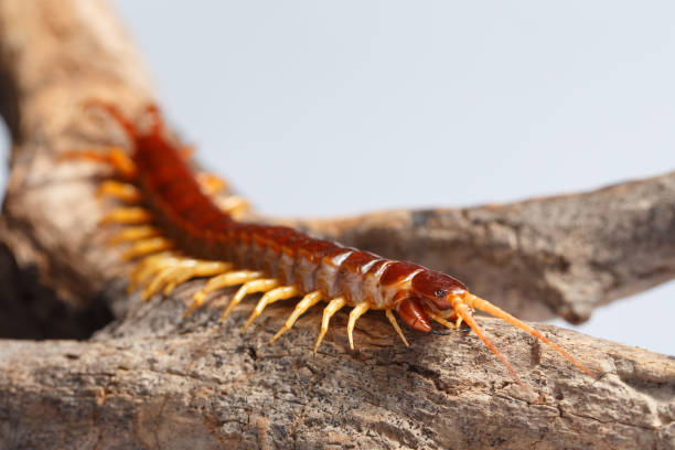 centipede Centipede climb on the branches earthworm photos stock pictures, royalty-free photos & images