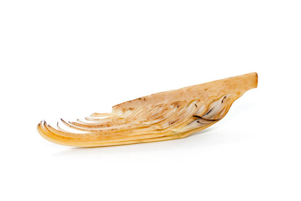 banana blossom isolated on white