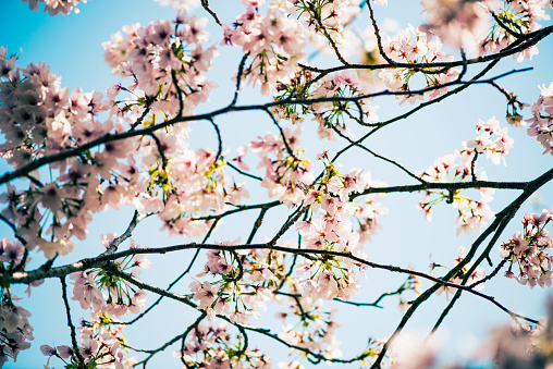 Cherry blossom under the blue Sky Background