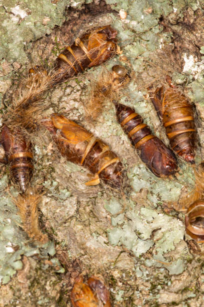 istock Gypsy moth cocoons on tree bark in Somers, Connecticut. 841079144
