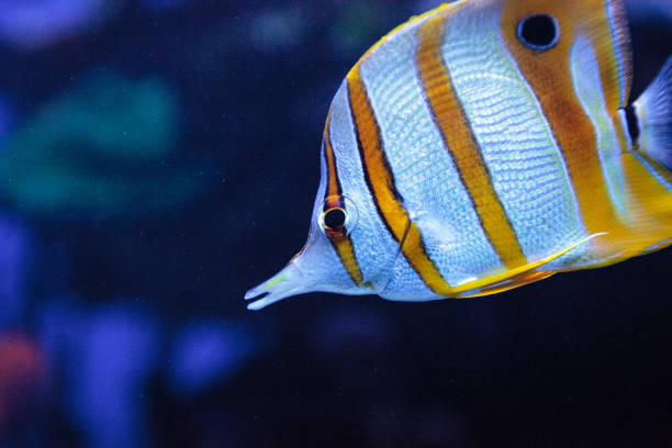 istock Copper-banded butterflyfish, Chelmon rostratus 841079652