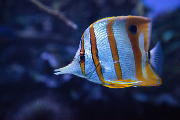 istock Copper-banded butterflyfish, Chelmon rostratus 841079906