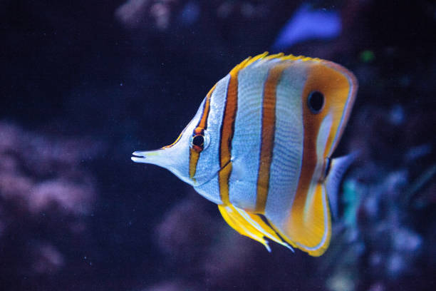 istock Copper-banded butterflyfish, Chelmon rostratus 841079970