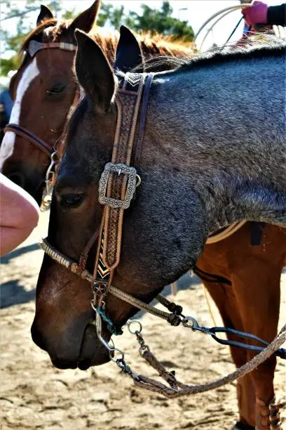 This bay roan quarterhorse was relaxing before his rodeo event.