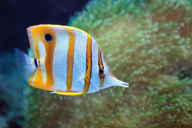 istock Copper-banded butterflyfish, Chelmon rostratus 841080240