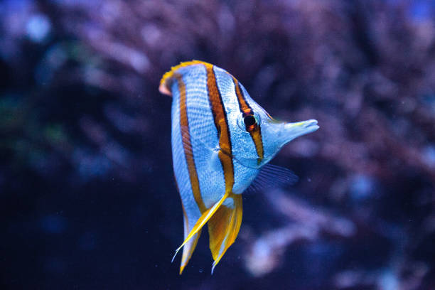 istock Copper-banded butterflyfish, Chelmon rostratus 841080242