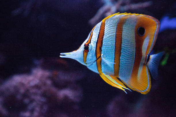 istock Copper-banded butterflyfish, Chelmon rostratus 841080244