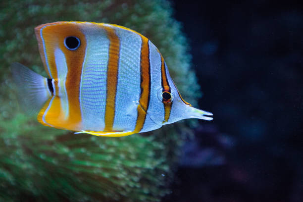 istock Copper-banded butterflyfish, Chelmon rostratus 841080250