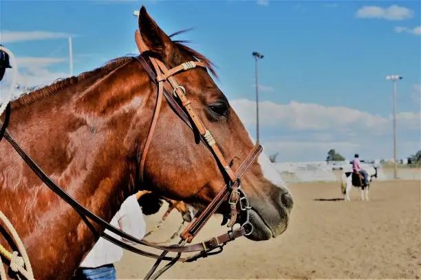 This big chestnut quarterhorse was waiting for their rodeo event to start.