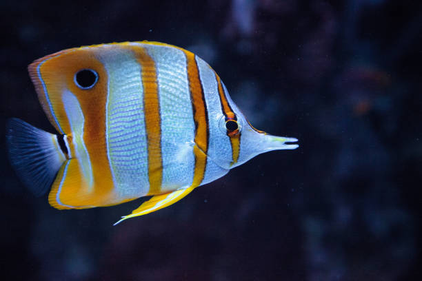 istock Copper-banded butterflyfish, Chelmon rostratus 841080384