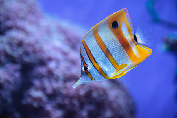 istock Copper-banded butterflyfish, Chelmon rostratus 841080442
