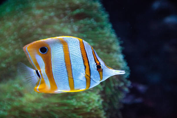 istock Copper-banded butterflyfish, Chelmon rostratus 841080572