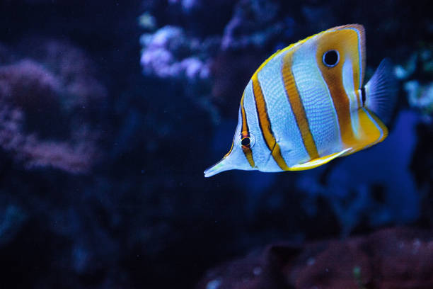 istock Copper-banded butterflyfish, Chelmon rostratus 841082658