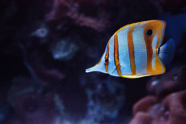 istock Copper-banded butterflyfish, Chelmon rostratus 841082694