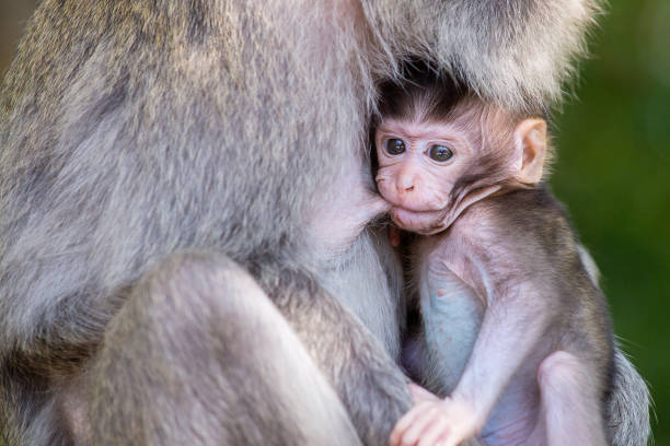 istock Monkey family at sacred monkey forest Ubud Bali Indonesia. 841082722