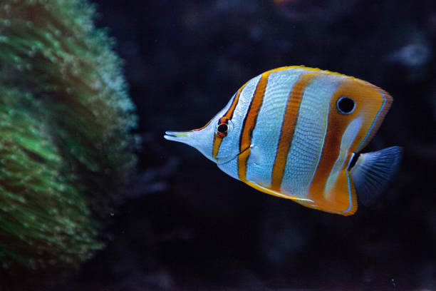 istock Copper-banded butterflyfish, Chelmon rostratus 841082740