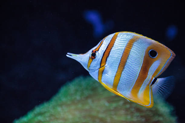 istock Copper-banded butterflyfish, Chelmon rostratus 841082780