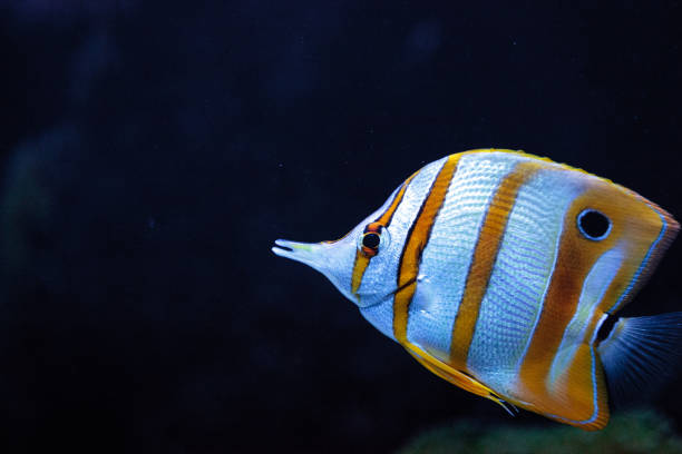 istock Copper-banded butterflyfish, Chelmon rostratus 841082782
