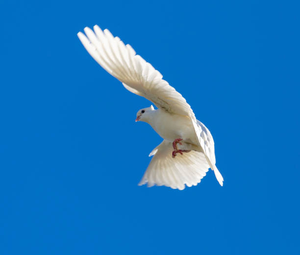 istock White dove in flight against a blue sky 841083746