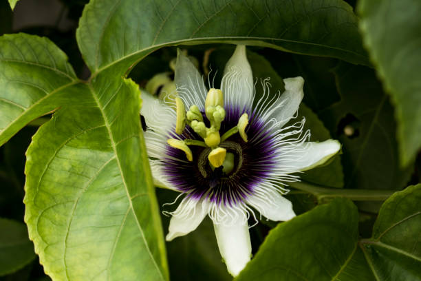 istock Passiflora, passion fruit flower blooming under the sunlight. 841086240
