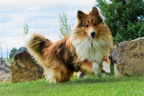 Sheltie playing Happy Sable and white sheltie playing in the yard. shetland sheepdog stock pictures, royalty-free photos & images