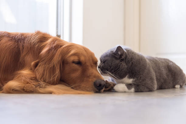 istock British shorthair cats and Golden Retriever 841086520