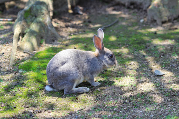 istock bunny at  Okunoshima, Hiroshima, Japan 841086680