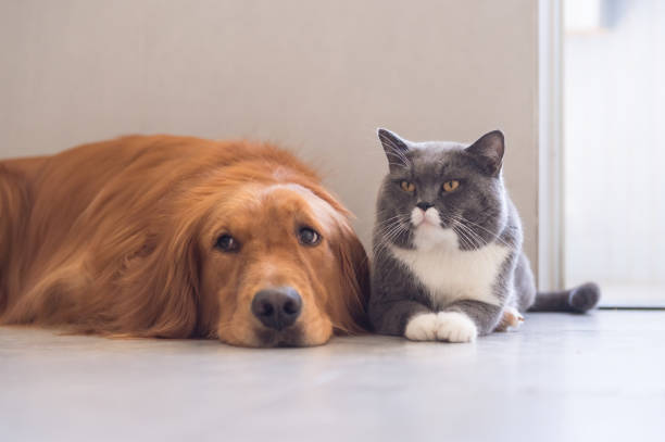 istock British shorthair cats and Golden Retriever 841086710