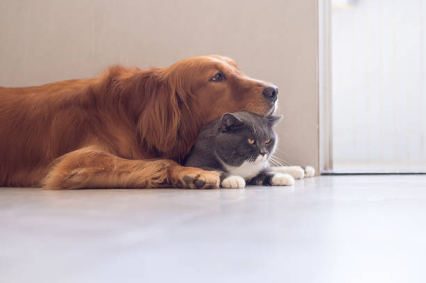 istock British shorthair cats and Golden Retriever 841086734