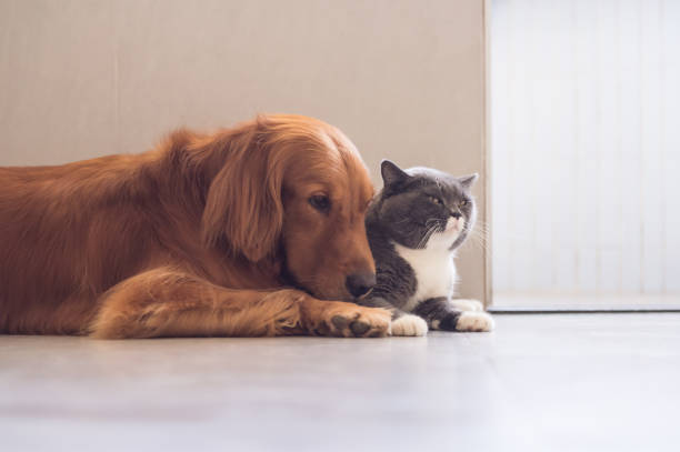 istock British shorthair cats and Golden Retriever 841086744
