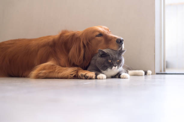 istock British shorthair cats and Golden Retriever 841086746