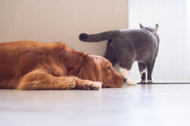 istock British shorthair cats and Golden Retriever 841086754